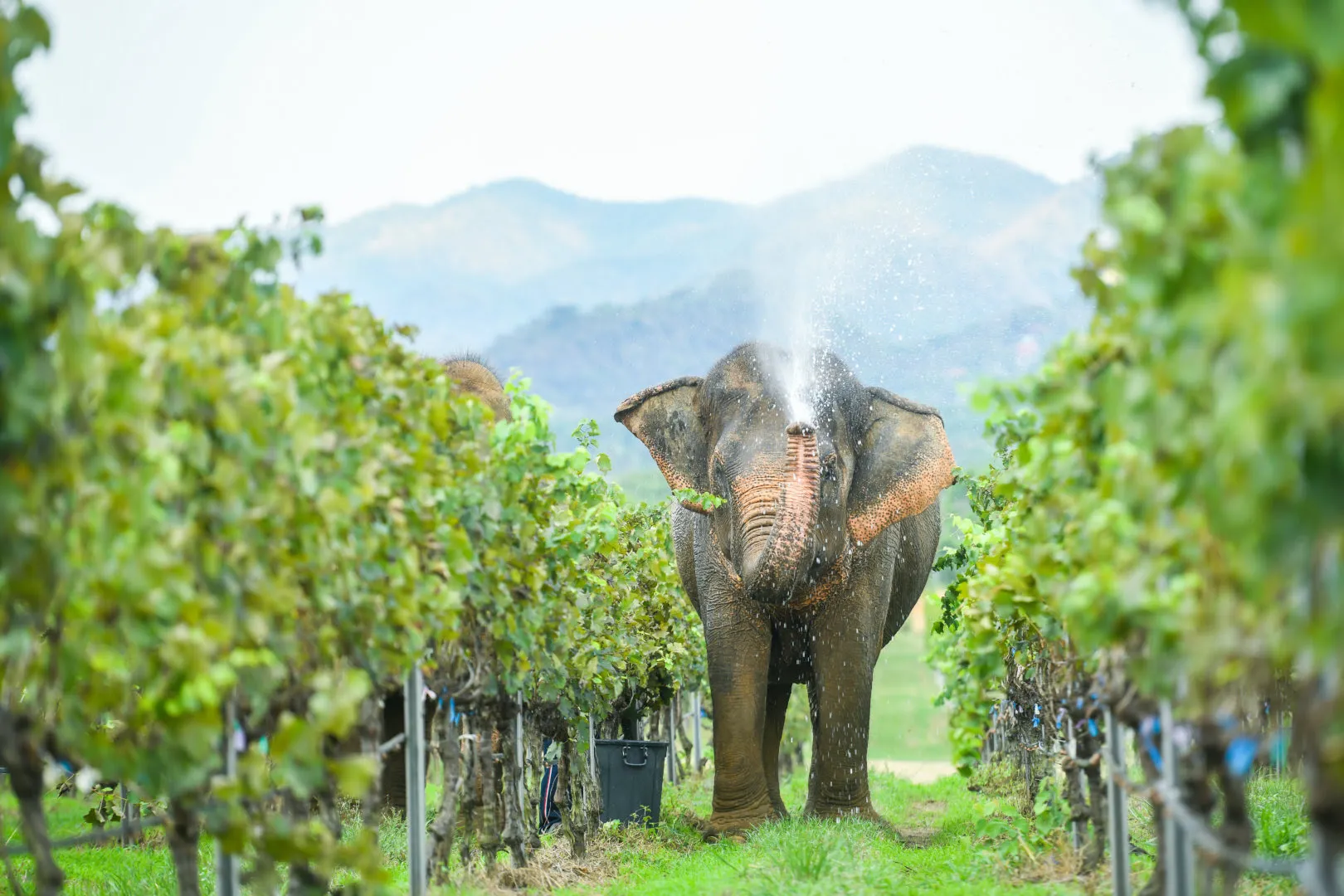 Monsoon Valley Vineyard Tour